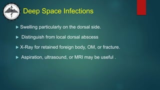 Deep Space Infections
 Swelling particularly on the dorsal side.
 Distinguish from local dorsal abscess
 X-Ray for retained foreign body, OM, or fracture.
 Aspiration, ultrasound, or MRI may be useful .
 