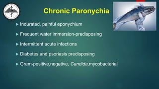 Chronic Paronychia
 Indurated, painful eponychium
 Frequent water immersion-predisposing
 Intermittent acute infections
 Diabetes and psoriasis predisposing
 Gram-positive,negative, Candida,mycobacterial
 
