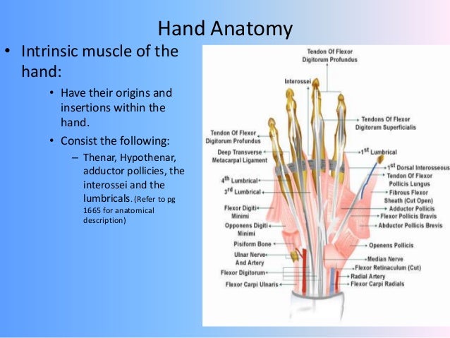 Hand injuries by Dr.SUNIL C