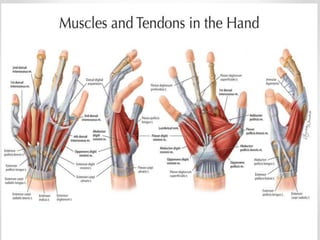 Major Hand Injuries Hand injuries | PPTX
