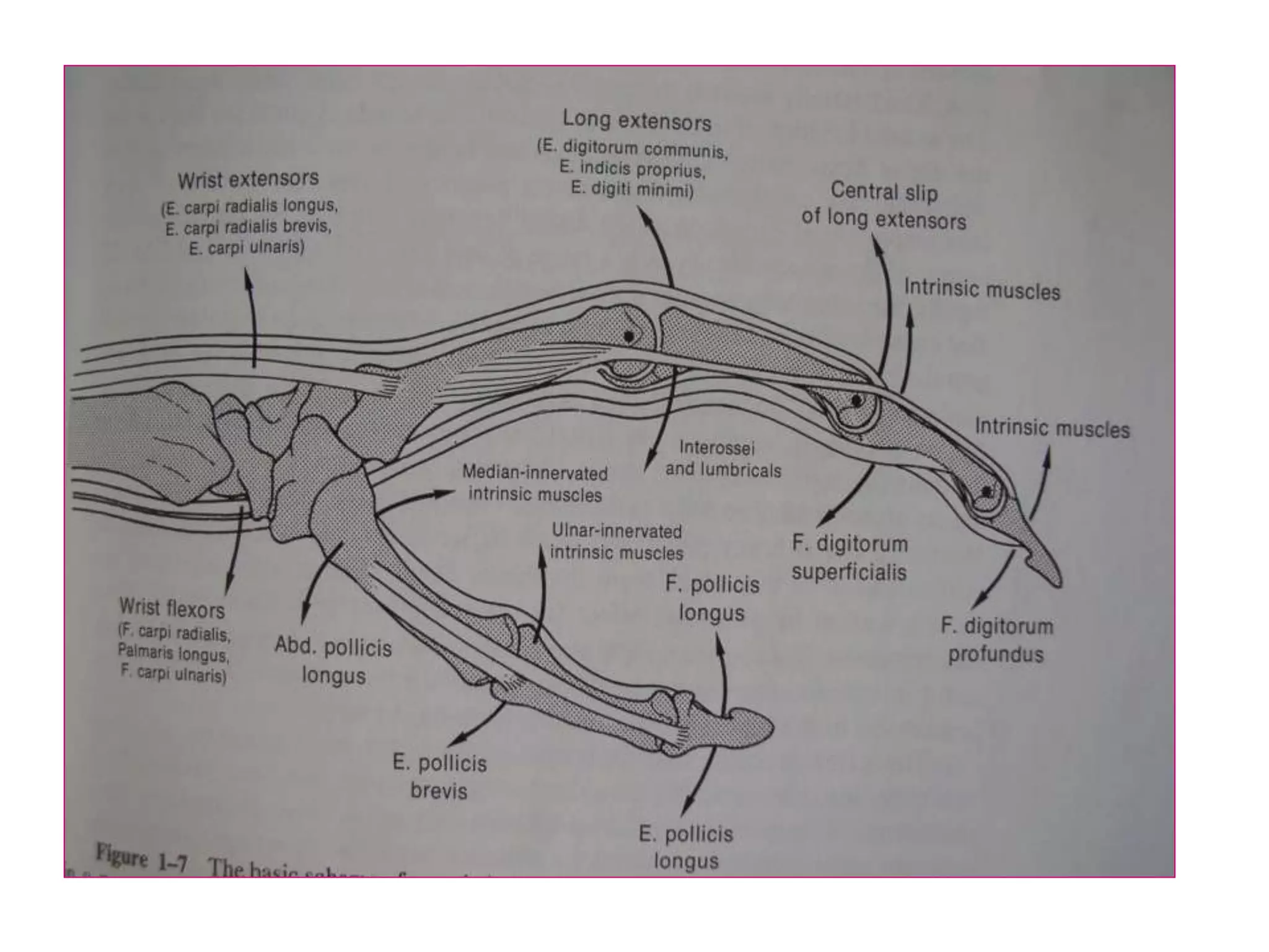hand_injuries_PPT.ppt