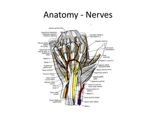 Anatomy - Nerves
 