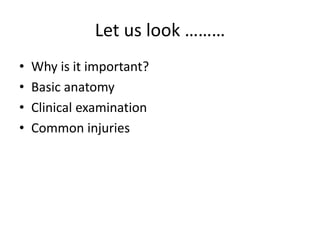 Let us look ………
• Why is it important?
• Basic anatomy
• Clinical examination
• Common injuries
 