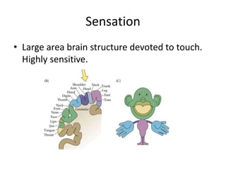 Sensation
• Large area brain structure devoted to touch.
Highly sensitive.
 