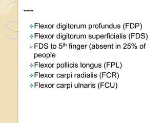 ---
Flexor digitorum profundus (FDP)
Flexor digitorum superficialis (FDS)
FDS to 5th finger (absent in 25% of
people
Flexor pollicis longus (FPL)
Flexor carpi radialis (FCR)
Flexor carpi ulnaris (FCU)
 
