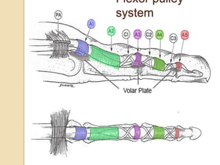 Flexor pulley
system
 