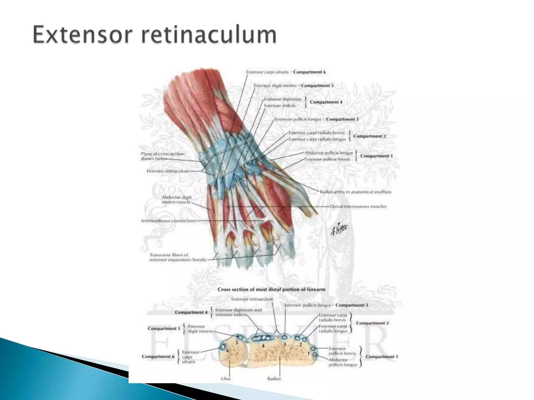 Hand injury assessment | PPTX