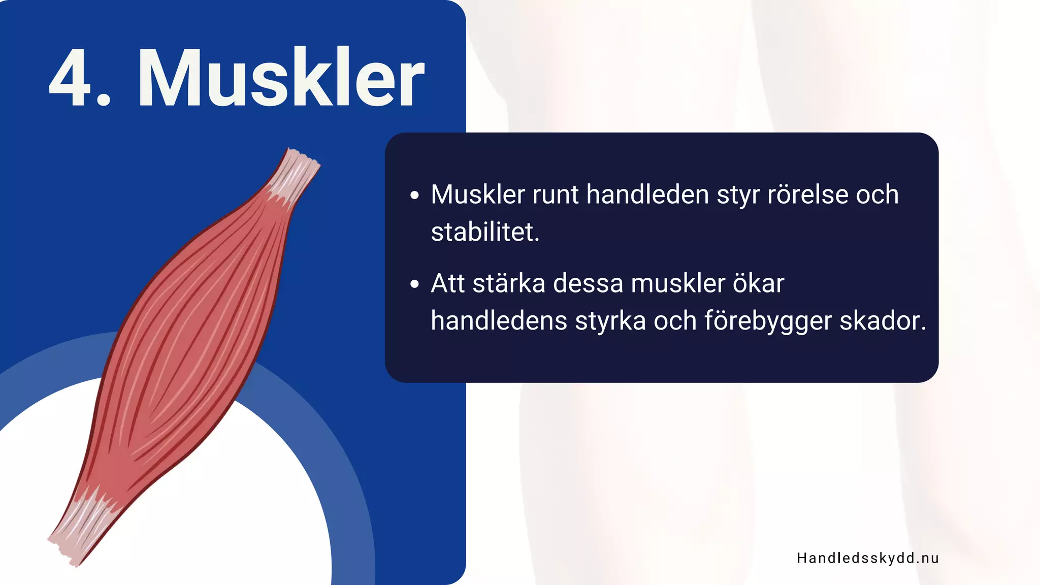 Handled Bild Handleds Anatomi | PDF