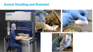Safe Handling Lab Rats handling-animals-presentation (rat and mouse) | PDF