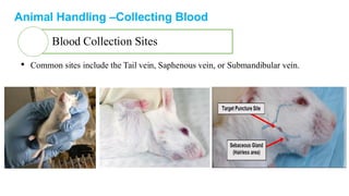 handling-animals-presentation (rat and mouse) | PDF
