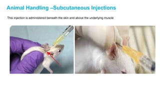 Intramuscular Injection In Rats handling-animals-presentation (rat and mouse) | PDF