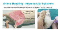 Im Injection Mouse handling-animals-presentation (rat and mouse) | PDF