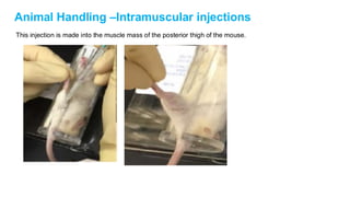 Mouse Restraints For Injection handling-animals-presentation (rat and mouse) | PDF