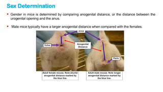 handling-animals-presentation (rat and mouse) | PDF