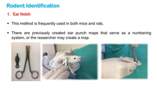 handling-animals-presentation (rat and mouse) | PDF