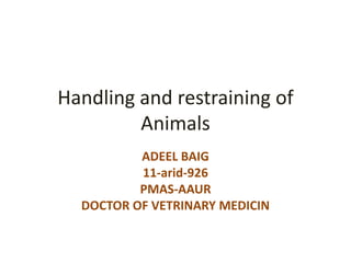 Handling and restraining of
Animals
ADEEL BAIG
11-arid-926
PMAS-AAUR
DOCTOR OF VETRINARY MEDICIN
 
