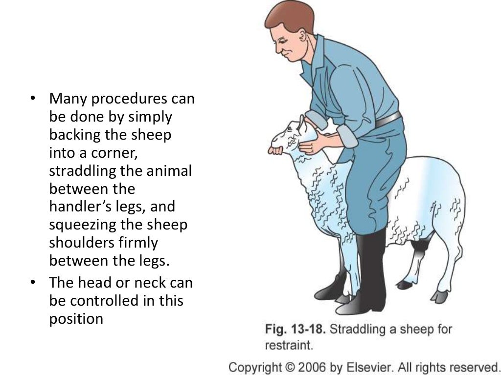 handling of animals