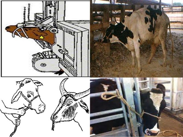 handling of animals