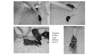 Handling and Restraining of Common Lab Animals.pptx