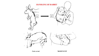 Handling and Restraining of Common Lab Animals.pptx