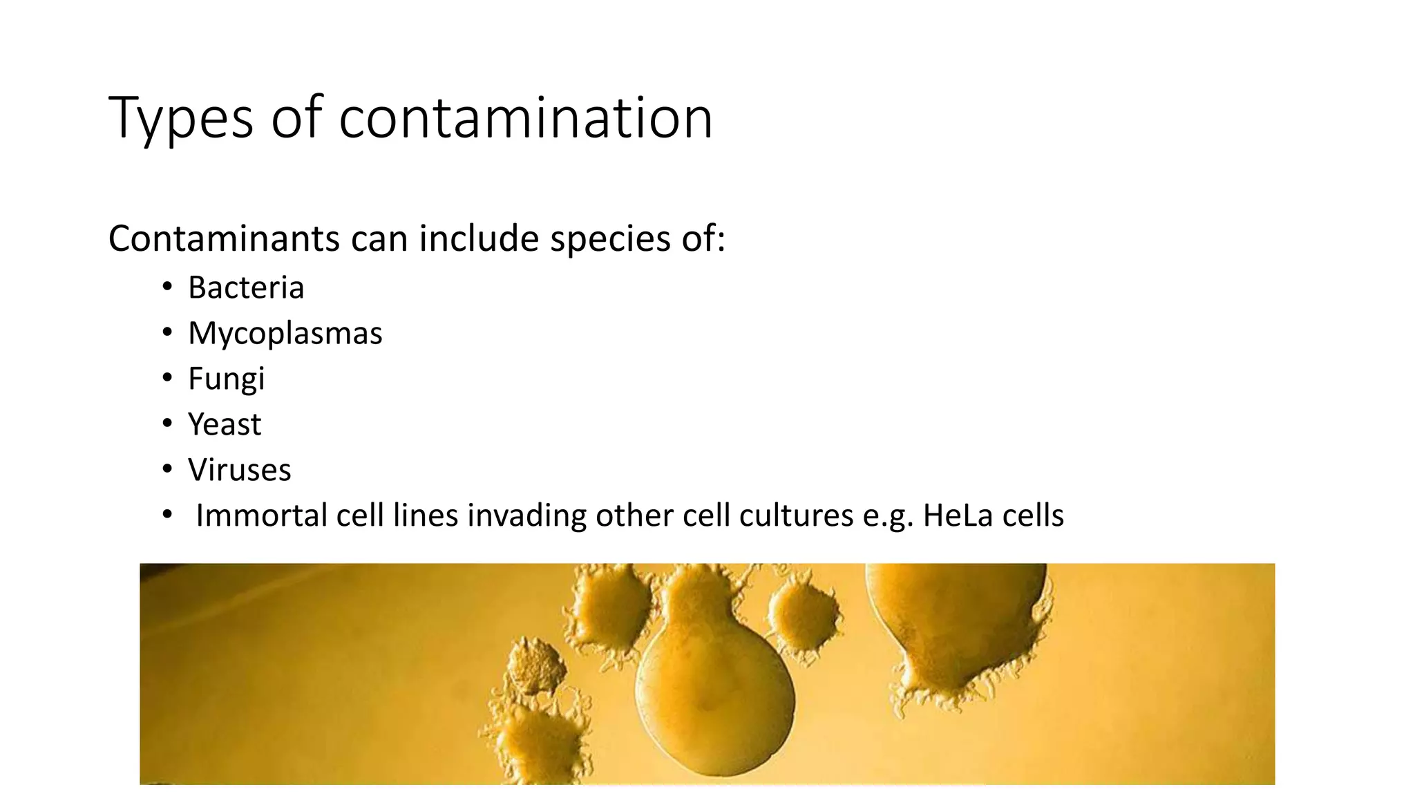 Types of contamination
Contaminants can include species of:
• Bacteria
• Mycoplasmas
• Fungi
• Yeast
• Viruses
• Immortal cell lines invading other cell cultures e.g. HeLa cells
 