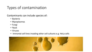 Types of contamination
Contaminants can include species of:
• Bacteria
• Mycoplasmas
• Fungi
• Yeast
• Viruses
• Immortal cell lines invading other cell cultures e.g. HeLa cells
 