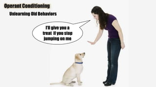 I’ll give you a
treat if you stop
jumping on me
Operant Conditioning
Unlearning Old Behaviors
 