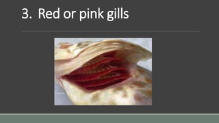 3. Red or pink gills
 