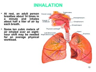 13
INHALATION
• At rest, an adult person
breathes about 14 times in
a minute and inhales
about half a liter of air by
each breath.
• Some ten cubic meters of
air inhaled over an eight-
hour shift may be needed
for an average physical
workload.
 