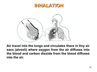15
INHALATION
INHALATION
Air travel into the lungs and circulates there in tiny air
sacs (alveoli) where oxygen from the air diffuses into
the blood and carbon dioxide from the blood diffuses
into the air.
 