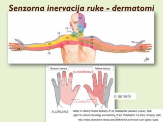 Manuelni misicni test - Misici sake - Hand muscle testing | PDF