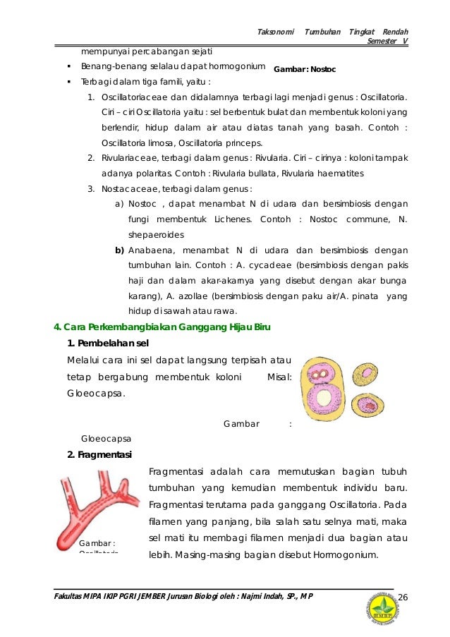 Handout materi-kuliah-taksonomi-tumbuhan-tingkat-rendah Handout materi-kuliah-taksonomi-tumbuhan-tingkat-rendah