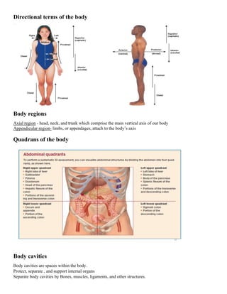 Directional terms of the body
Body regions
Axial region - head, neck, and trunk which comprise the main vertical axis of our body
Appendicular region- limbs, or appendages, attach to the body’s axis
Quadrans of the body
Body cavities
Body cavities are spaces within the body.
Protect, separate , and support internal organs
Separate body cavities by Bones, muscles, ligaments, and other structures.
 