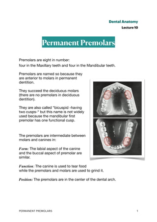 Dental Anatomy
Lecture 10
Permanent Premolars
Premolars are eight in number:
four in the Maxillary teeth and four in the Mandibular teeth.
Premolars are named so because they
are anterior to molars in permanent
dentition.
They succeed the deciduous molars
(there are no premolars in deciduous
dentition).
They are also called “bicuspid -having
two cusps-“ but this name is not widely
used because the mandibular
fi
rst
premolar has one functional cusp.
The premolars are intermediate between
molars and canines in:
Form: The labial aspect of the canine
and the buccal aspect of premolar are
similar.
Function: The canine is used to tear food
while the premolars and molars are used to grind it.
Position: The premolars are in the center of the dental arch.
PERMANENT PREMOLARS 1
 