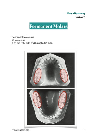 Dental Anatomy
Lecture 11
Permanent Molars
Permanent Molars are
12 in number,
6 on the right side and 6 on the left side.
PERMANENT MOLARS 1
 