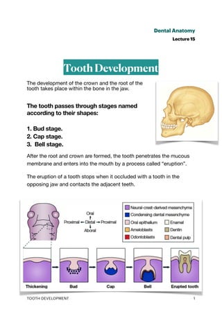 Dental Anatomy
Lecture 15
Tooth Development
The development of the crown and the root of the
tooth takes place within the bone in the jaw.
The tooth passes through stages named
according to their shapes:
1. Bud stage.
2. Cap stage.
3. Bell stage.
After the root and crown are formed, the tooth penetrates the mucous
membrane and enters into the mouth by a process called “eruption”.
The eruption of a tooth stops when it occluded with a tooth in the
opposing jaw and contacts the adjacent teeth.
TOOTH DEVELOPMENT 1
 