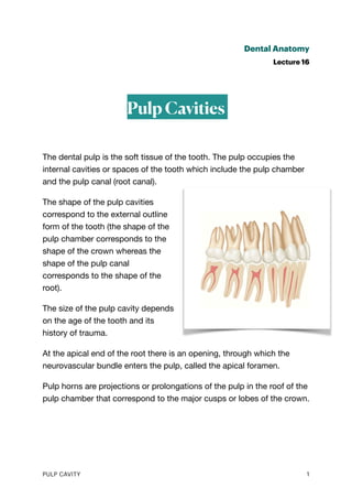 Dental Anatomy
Lecture 16
Pulp Cavities
The dental pulp is the soft tissue of the tooth. The pulp occupies the
internal cavities or spaces of the tooth which include the pulp chamber
and the pulp canal (root canal).
The shape of the pulp cavities
correspond to the external outline
form of the tooth (the shape of the
pulp chamber corresponds to the
shape of the crown whereas the
shape of the pulp canal
corresponds to the shape of the
root).
The size of the pulp cavity depends
on the age of the tooth and its
history of trauma.
At the apical end of the root there is an opening, through which the
neurovascular bundle enters the pulp, called the apical foramen.
Pulp horns are projections or prolongations of the pulp in the roof of the
pulp chamber that correspond to the major cusps or lobes of the crown.
PULP CAVITY 1
 