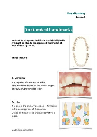 Dental Anatomy
Lecture 3
Anatomical Landmarks
In order to study and individual tooth intelligently,
we must be able to recognize all landmarks of
importance by name.
These include :
1- Mamelon
It is any one of the three rounded
protuberances found on the incisal ridges
of newly erupted incisor teeth.
2- Lobe
It is one of the primary sections of formation
in the development of the crown .
Cusps and mamelons are representative of
lobes.
ANATOMICAL LANDMARKS 1
 