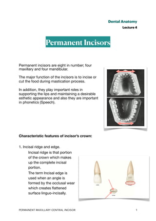 Dental Anatomy
Lecture 4
Permanent Incisors
Permanent incisors are eight in number; four
maxillary and four mandibular.
The major function of the incisors is to incise or
cut the food during mastication process.
In addition, they play important roles in
supporting the lips and maintaining a desirable
esthetic appearance and also they are important
in phonetics (Speech).
Characteristic features of incisor’s crown:
1. Incisal ridge and edge.
Incisal ridge is that portion
of the crown which makes
up the complete incisal
portion.
The term Incisal edge is
used when an angle is
formed by the occlusal wear
which creates
fl
attened
surface linguo-incisally.
PERMANENT MAXILLARY CENTRAL INCISOR 1
 