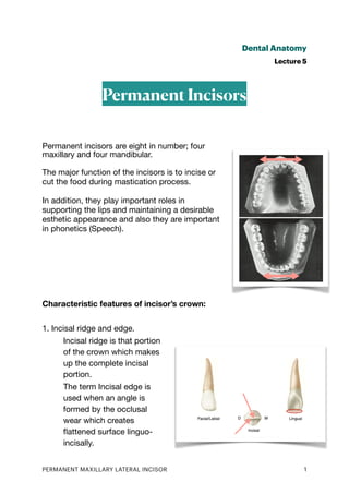 Dental Anatomy
Lecture 5
Permanent Incisors
Permanent incisors are eight in number; four
maxillary and four mandibular.
The major function of the incisors is to incise or
cut the food during mastication process.
In addition, they play important roles in
supporting the lips and maintaining a desirable
esthetic appearance and also they are important
in phonetics (Speech).
Characteristic features of incisor’s crown:
1. Incisal ridge and edge.
Incisal ridge is that portion
of the crown which makes
up the complete incisal
portion.
The term Incisal edge is
used when an angle is
formed by the occlusal
wear which creates
fl
attened surface linguo-
incisally.
PERMANENT MAXILLARY LATERAL INCISOR 1
 