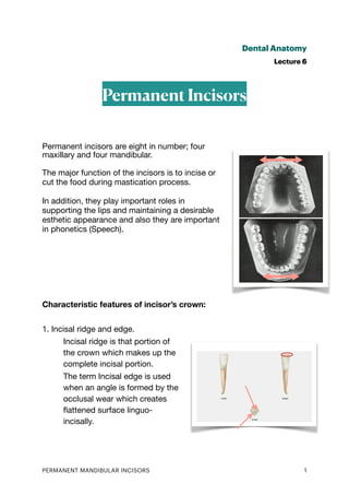 Dental Anatomy
Lecture 6
Permanent Incisors
Permanent incisors are eight in number; four
maxillary and four mandibular.
The major function of the incisors is to incise or
cut the food during mastication process.
In addition, they play important roles in
supporting the lips and maintaining a desirable
esthetic appearance and also they are important
in phonetics (Speech).
Characteristic features of incisor’s crown:
1. Incisal ridge and edge.
Incisal ridge is that portion of
the crown which makes up the
complete incisal portion.
The term Incisal edge is used
when an angle is formed by the
occlusal wear which creates
fl
attened surface linguo-
incisally.
PERMANENT MANDIBULAR INCISORS 1
 