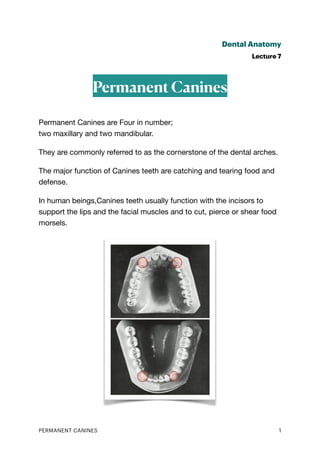 Dental Anatomy
Lecture 7
Permanent Canines
Permanent Canines are Four in number;
two maxillary and two mandibular.
They are commonly referred to as the cornerstone of the dental arches.
The major function of Canines teeth are catching and tearing food and
defense.
In human beings,Canines teeth usually function with the incisors to
support the lips and the facial muscles and to cut, pierce or shear food
morsels.
PERMANENT CANINES 1
 