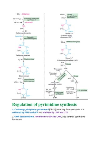 Regulation of pyrimidine synthesis
(CPS II) isthe regulatory enzyme. It is1. Carbamoyl phosphate synthetase II
andactivated by PRPP and ATP inhibited by UDP and UTP.
2. ,OMP decarboxylase , also controls pyrimidineinhibited by UMP and CMP
formation.
 