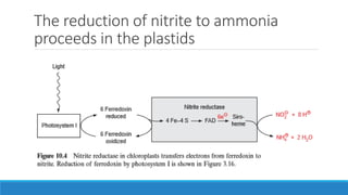 The reduction of nitrite to ammonia
proceeds in the plastids
 