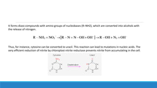 It forms diazo compounds with amino groups of nucleobases (R–NH2), which are converted into alcohols with
the release of nitrogen.
Thus, for instance, cytosine can be converted to uracil. This reaction can lead to mutations in nucleic acids. The
very efﬁcient reduction of nitrite by chloroplast nitrite reductase prevents nitrite from accumulating in the cell.
 
