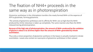 The ﬁxation of NH4+ proceeds in the
same way as in photorespiration
Glutamine synthetase in the chloroplasts transfers the newly formed NH4+ at the expense of
ATP to glutamate, forming glutamine.
The activity of glutamine synthetase and its afﬁnity for NH4+ are so high that the NH4+
produced by nitrite reductase is taken up completely. The same reaction also ﬁxes the NH4+
released during photorespiration.
Because of the high rate of photorespiration, the amount of NH4+ produced by the oxidation
of glycine is about 5 to 10 times higher than the amount of NH4+ generated by nitrate
assimilation.
Thus only a minor proportion of glutamine synthesis in the leaves is actually involved in nitrate
assimilation. Leaves also contain an isoenzyme of glutamine synthetase in their cytosol
 