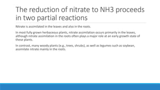 The reduction of nitrate to NH3 proceeds
in two partial reactions
Nitrate is assimilated in the leaves and also in the roots.
In most fully grown herbaceous plants, nitrate assimilation occurs primarily in the leaves,
although nitrate assimilation in the roots often plays a major role at an early growth state of
these plants.
In contrast, many woody plants (e.g., trees, shrubs), as well as legumes such as soybean,
assimilate nitrate mainly in the roots.
 