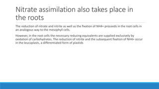 Nitrate assimilation also takes place in
the roots
The reduction of nitrate and nitrite as well as the ﬁxation of NH4+ proceeds in the root cells in
an analogous way to the mesophyll cells.
However, in the root cells the necessary reducing equivalents are supplied exclusively by
oxidation of carbohydrates. The reduction of nitrite and the subsequent ﬁxation of NH4+ occur
in the leucoplasts, a differentiated form of plastids
 