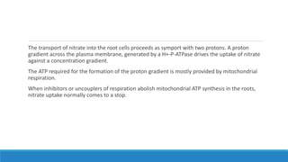 The transport of nitrate into the root cells proceeds as symport with two protons. A proton
gradient across the plasma membrane, generated by a H+-P-ATPase drives the uptake of nitrate
against a concentration gradient.
The ATP required for the formation of the proton gradient is mostly provided by mitochondrial
respiration.
When inhibitors or uncouplers of respiration abolish mitochondrial ATP synthesis in the roots,
nitrate uptake normally comes to a stop.
 