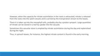However, when the capacity for nitrate assimilation in the roots is exhausted, nitrate is released
from the roots into the xylem vessels and is carried by the transpiration stream to the leaves.
There it is taken up into the mesophyll cells, probably also by a proton symport. Large quantities
of nitrate can be stored in a leaf by uptake into the vacuole.
Sometimes this vacuolar store is emptied by nitrate assimilation during the day and replenished
during the night.
Thus, in spinach leaves, for instance, the highest nitrate content is found in the early morning.
 
